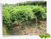 楊經理 蘇州園林綠化工程有限公司