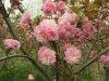 本公司常年供應山東櫻花，合歡等