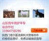 安陽縣哪里有賣羊的 安陽肉羊價(jià)格