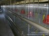 肉雞籠、蛋雞籠、鴨籠、雞籠