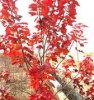 美國改良紅楓產品供應,美國改良紅楓工程苗,供應美國改良紅楓