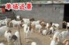 吐魯番有沒有波爾山羊養(yǎng)殖場(chǎng)哪里有賣羊的什么地方有山羊養(yǎng)殖基地