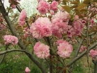 櫻花