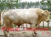 我想養(yǎng)牛我想養(yǎng)羊牛羊養(yǎng)殖西門塔爾牛